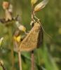 Ostrinia nubilalis